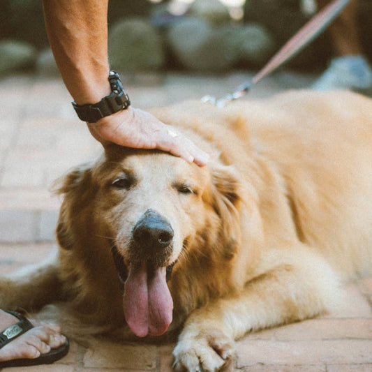 E-Consumer Pulse™:  Pet Food & Care Spotlight: September 2025 Consumer & eCommerce Insights Report